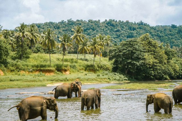Magic of Ceylon